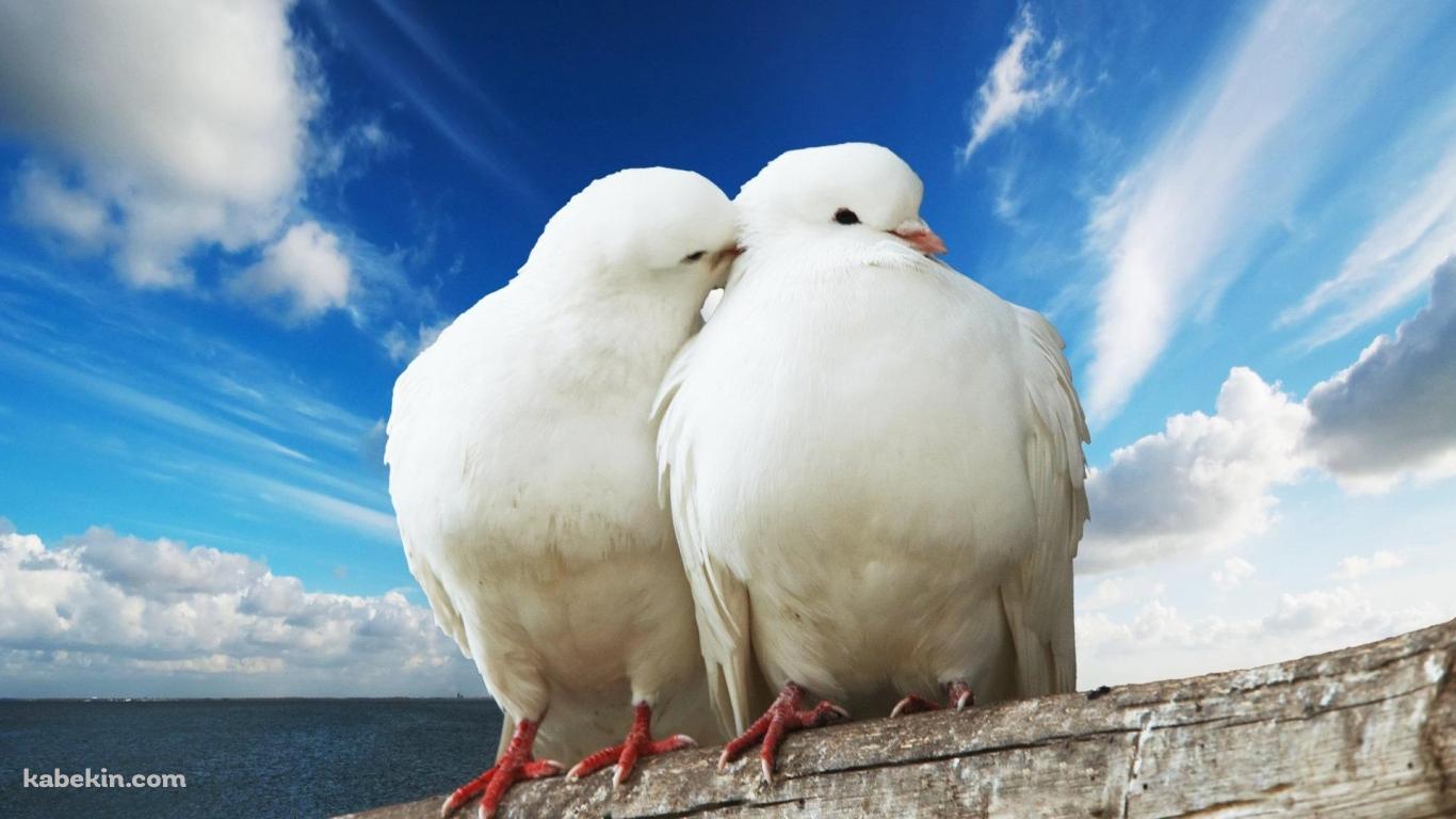 2羽の白い鳩の壁紙(1366px x 768px) 高画質 PC・デスクトップ用