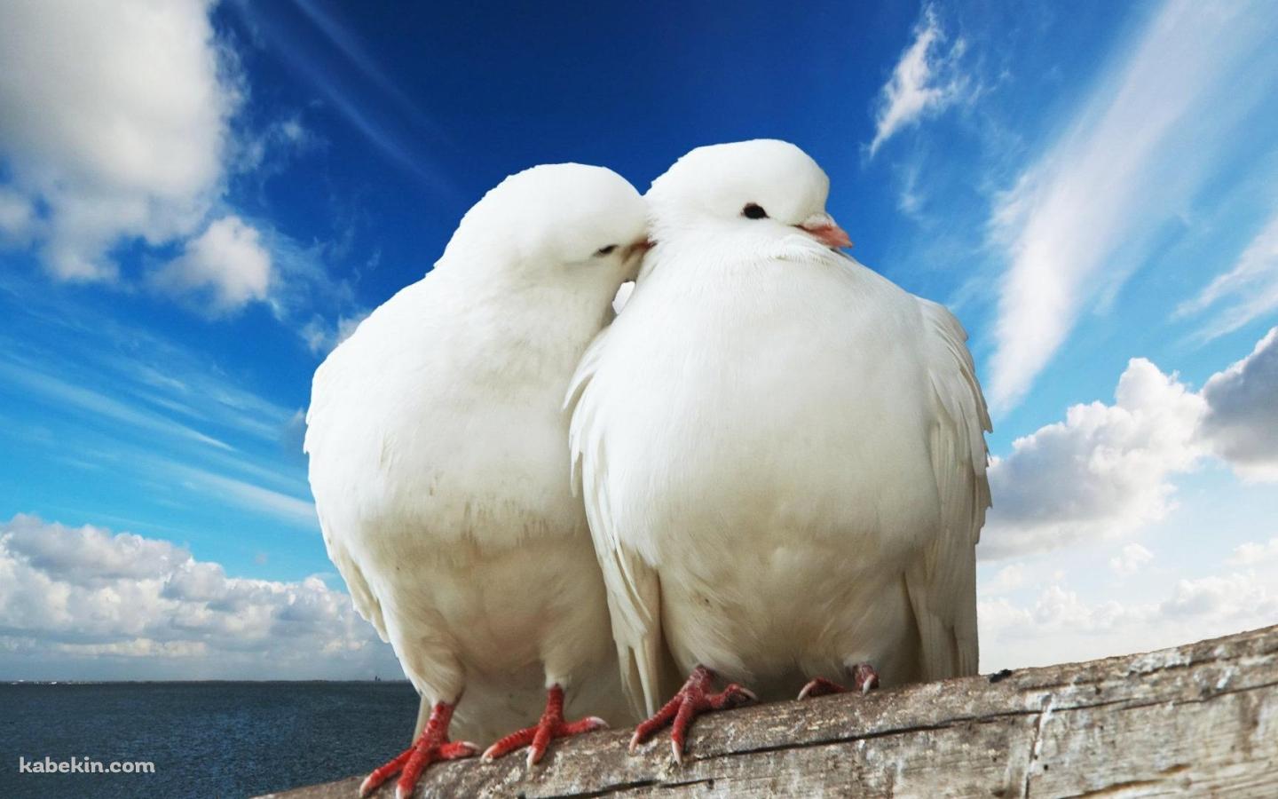 2羽の白い鳩の壁紙(1440px x 900px) 高画質 PC・デスクトップ用