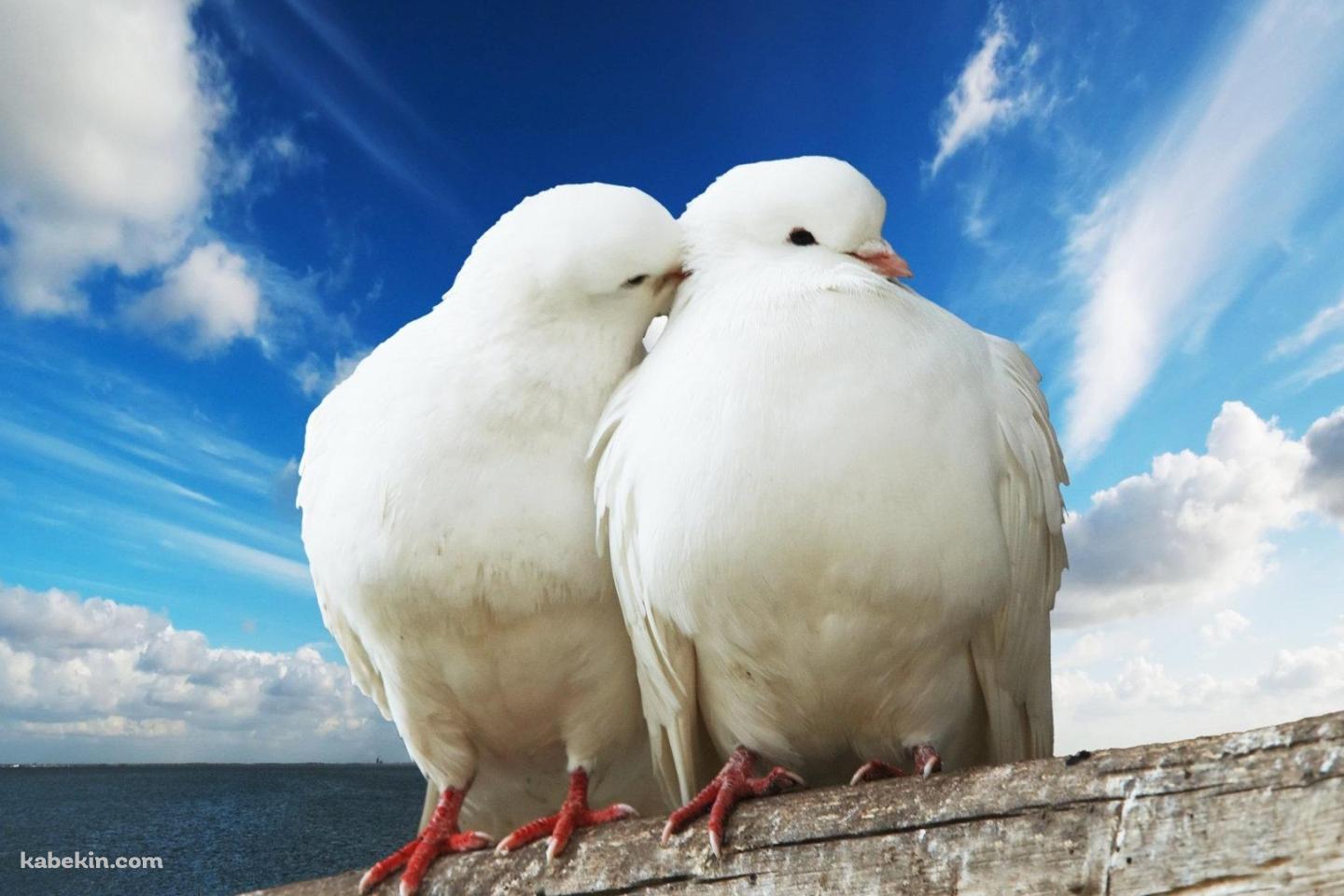 2羽の白い鳩の壁紙(1440px x 960px) 高画質 PC・デスクトップ用