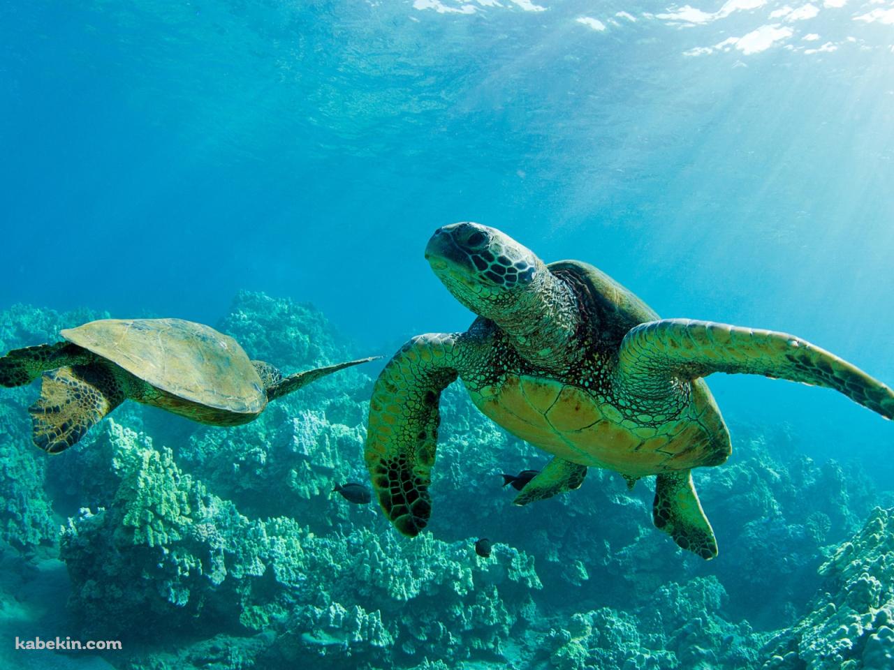 ハワイの海亀の壁紙(1280px x 960px) 高画質 PC・デスクトップ用