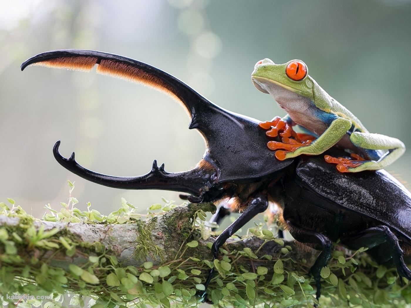 ヘラクレスオオカブトと蛙の壁紙(1400px x 1050px) 高画質 PC・デスクトップ用