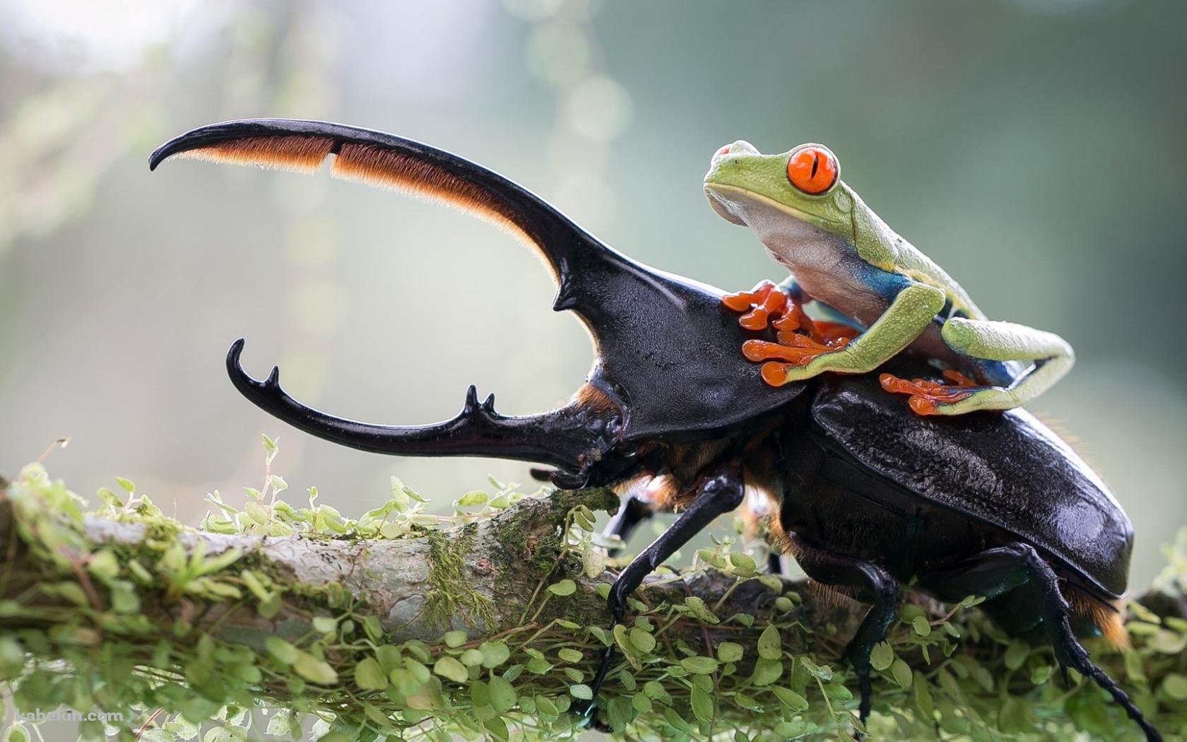ヘラクレスオオカブトと蛙の壁紙(1680px x 1050px) 高画質 PC・デスクトップ用