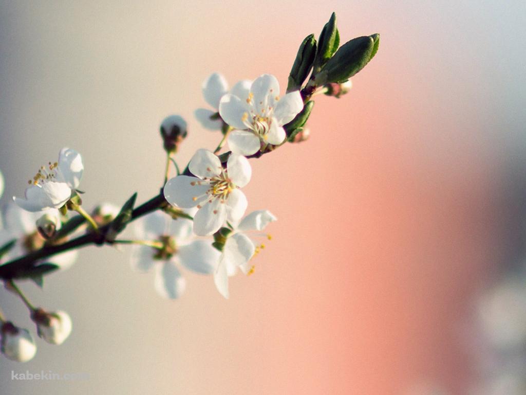 梅の花の壁紙(1024px x 768px) 高画質 PC・デスクトップ用