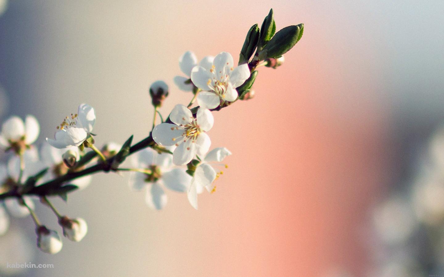 梅の花の壁紙(1440px x 900px) 高画質 PC・デスクトップ用