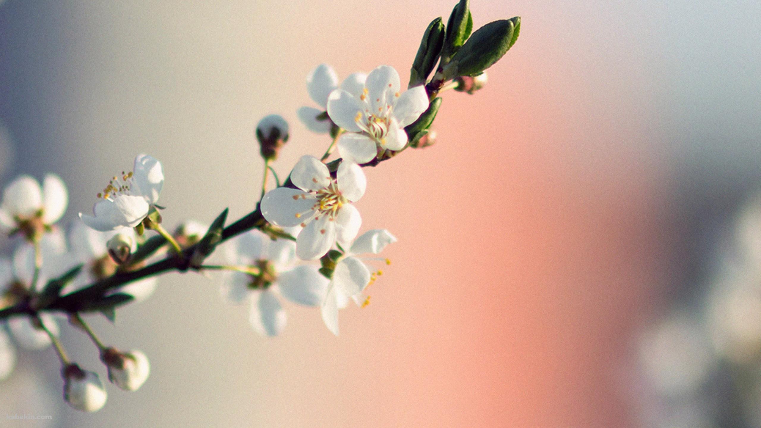 梅の花の壁紙(2560px x 1440px) 高画質 PC・デスクトップ用