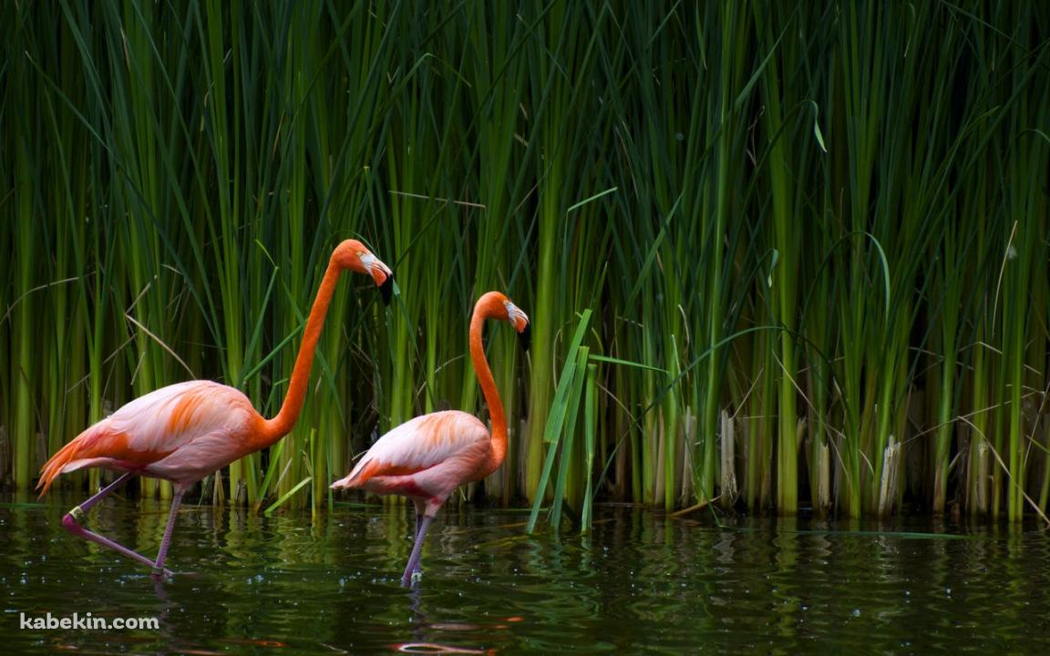 2匹のフラミンゴの壁紙(1152px x 720px) 高画質 PC・デスクトップ用