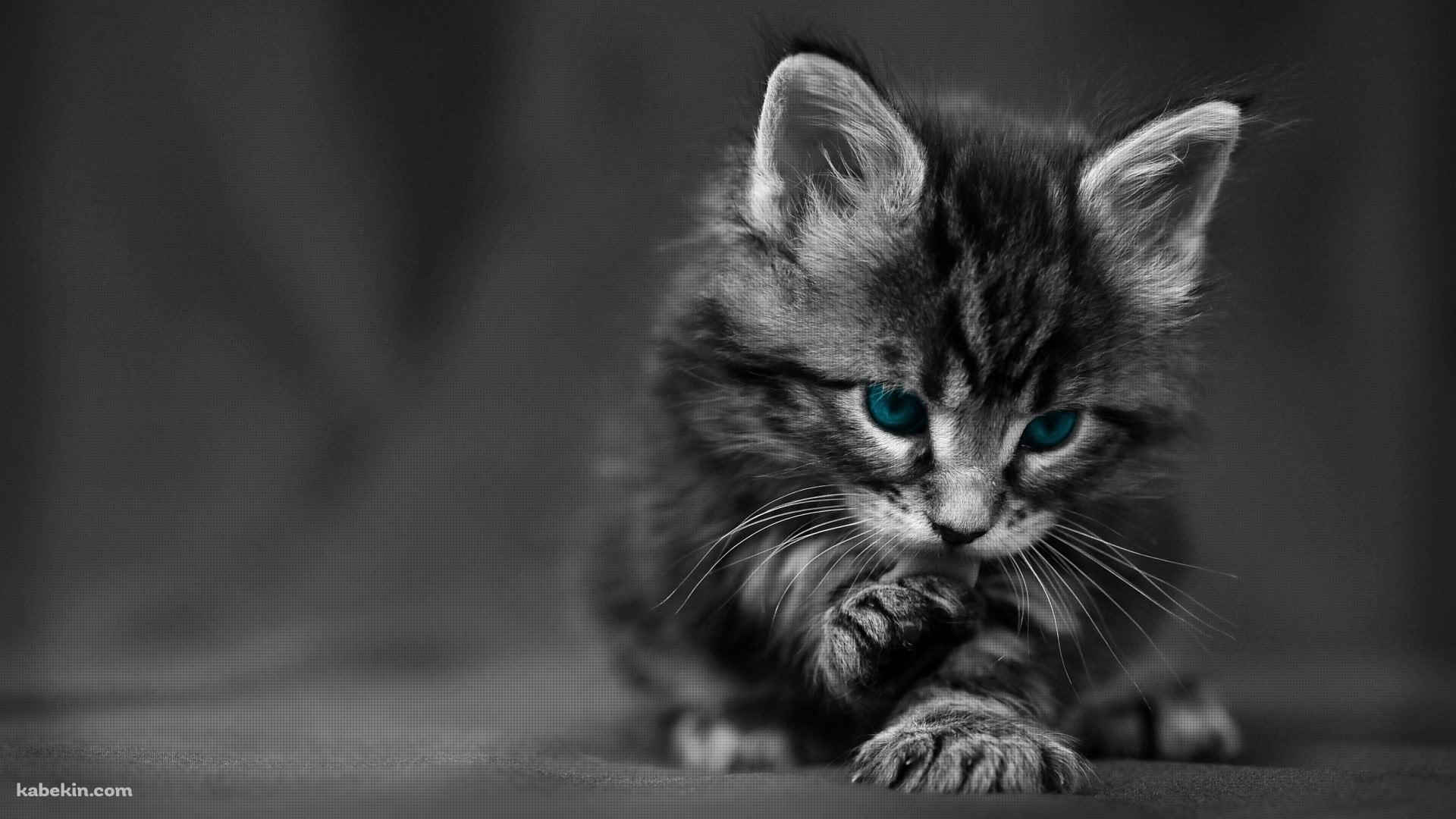 手を舐める子猫の壁紙(1920px x 1080px) 高画質 PC・デスクトップ用