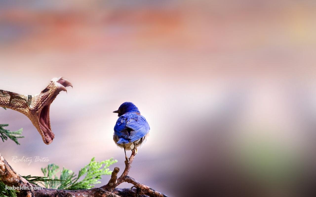 蛇と鳥の壁紙(1280px x 800px) 高画質 PC・デスクトップ用