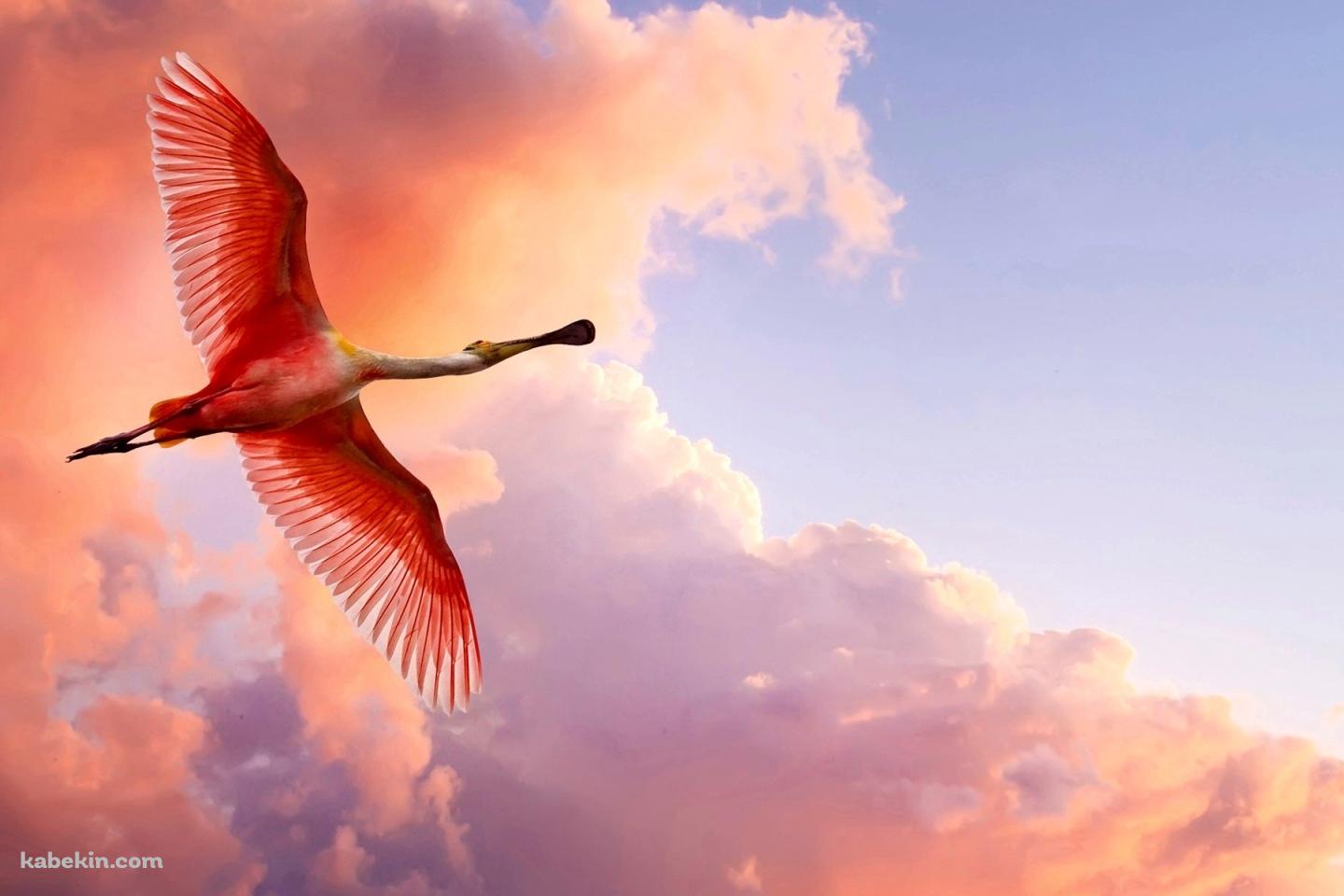 空飛ぶトキの壁紙(1440px x 960px) 高画質 PC・デスクトップ用