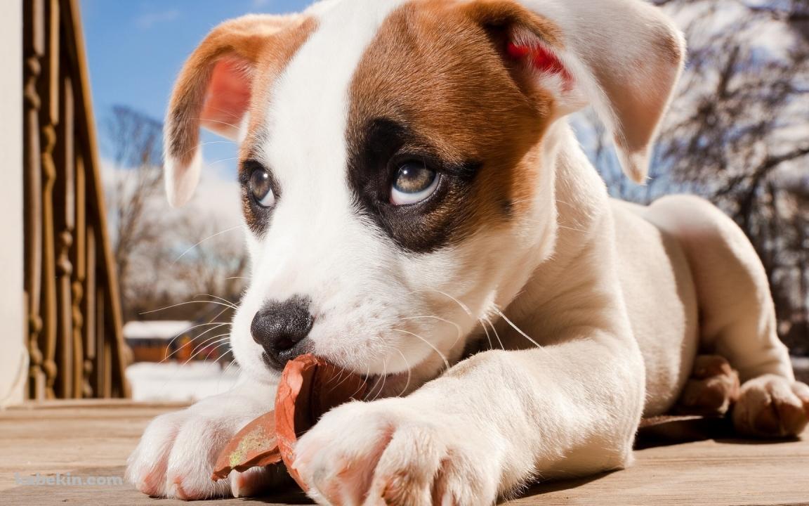 ブチ犬の壁紙(1152px x 720px) 高画質 PC・デスクトップ用