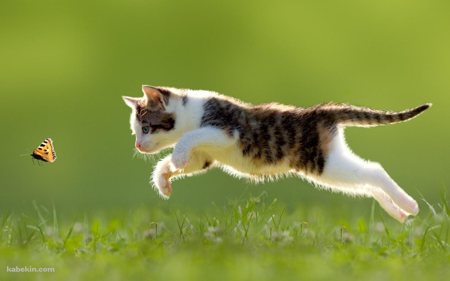 ジャンプする猫と黄色い蝶の壁紙(1440px x 900px) 高画質 PC・デスクトップ用