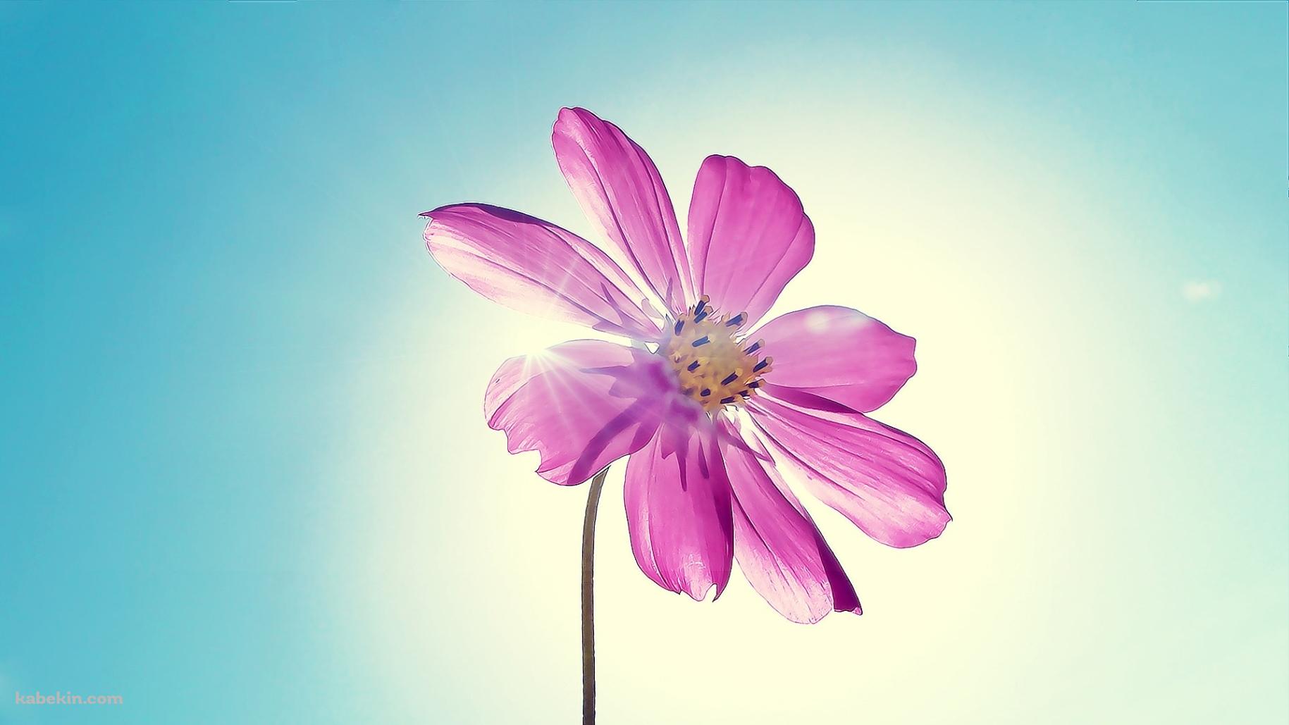 紫赤の花の壁紙(1829px x 1029px) 高画質 PC・デスクトップ用