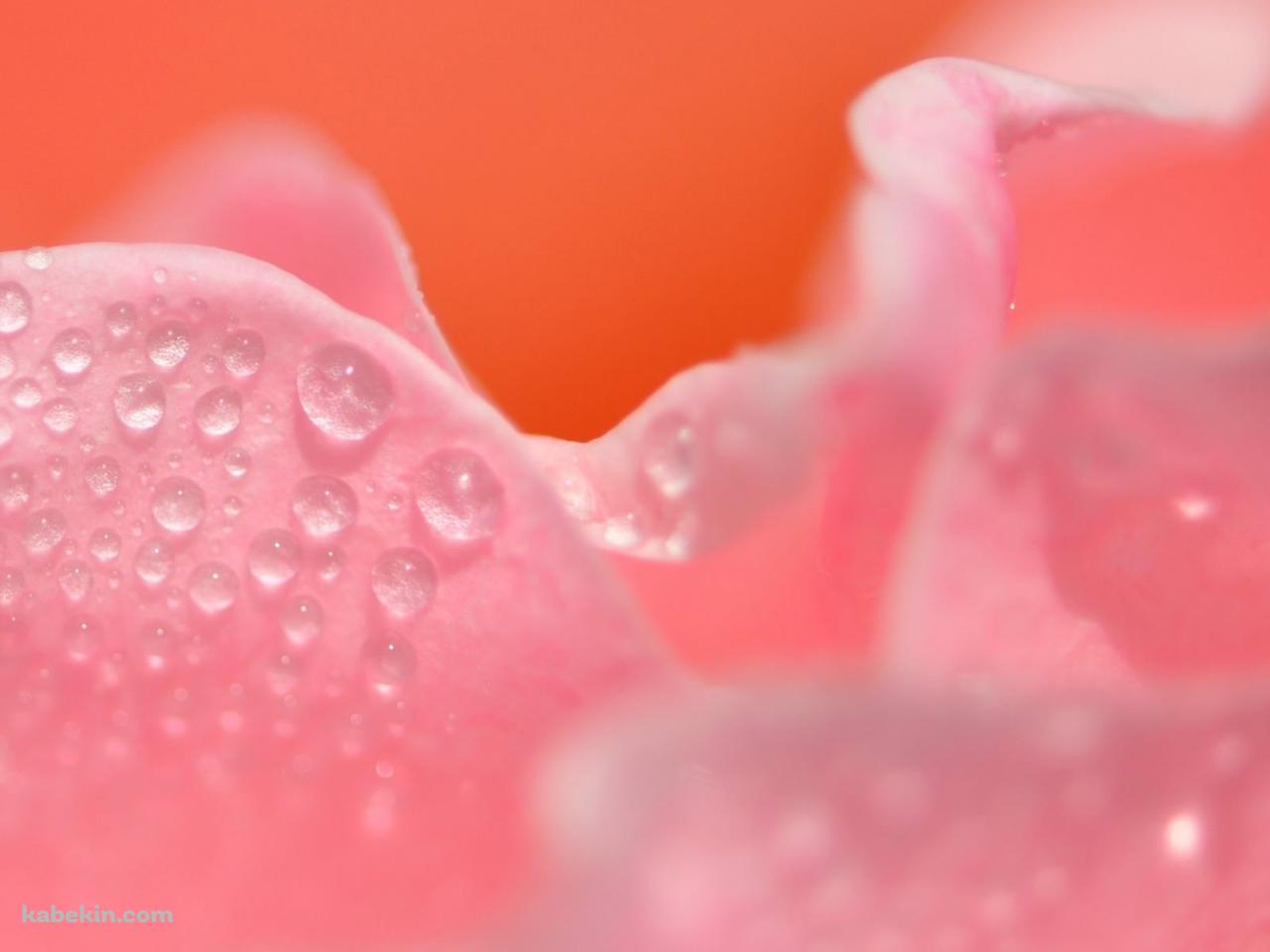 水滴のついたピンクの花びらの壁紙(1280px x 960px) 高画質 PC・デスクトップ用