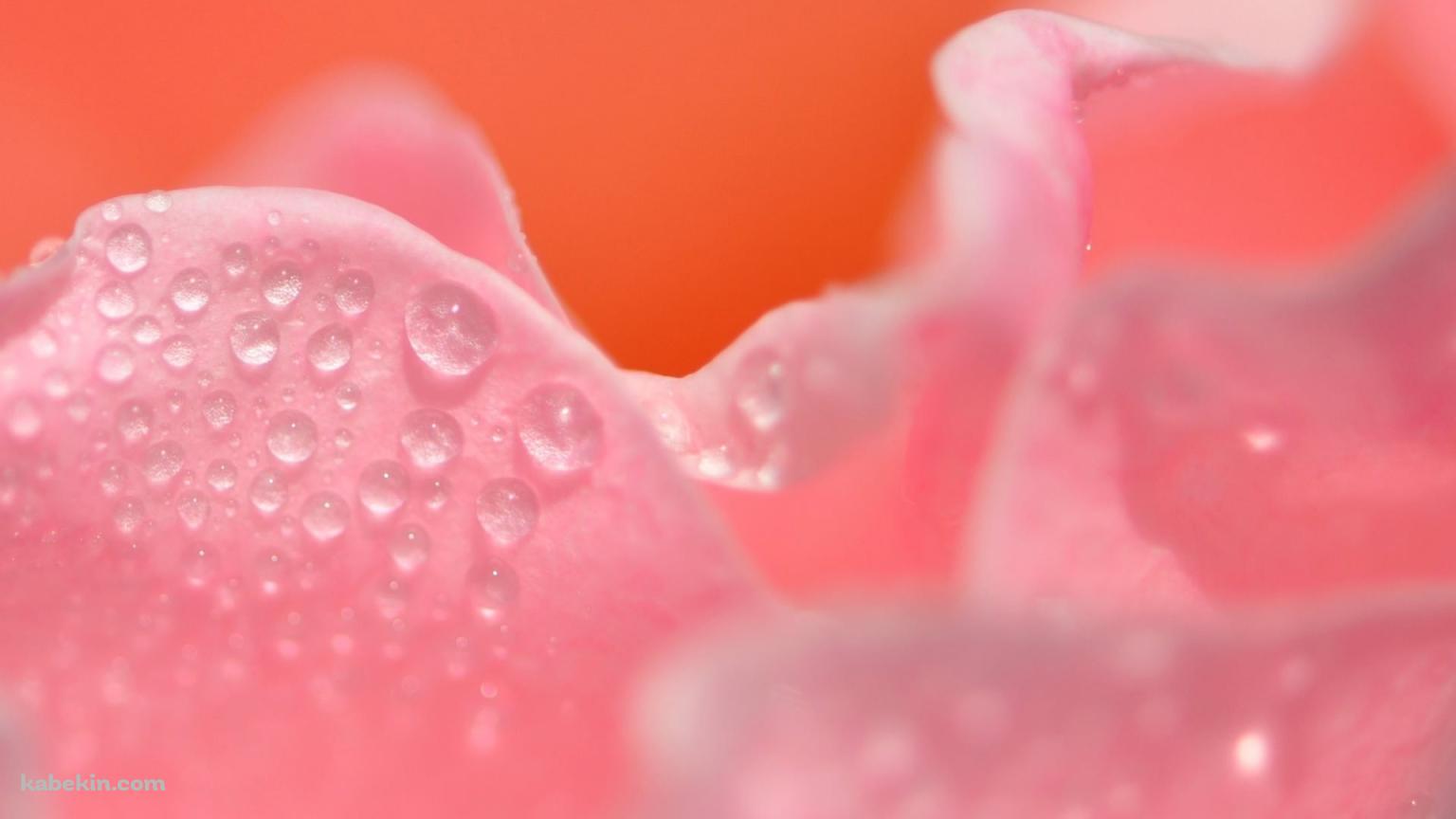 水滴のついたピンクの花びらの壁紙(1536px x 864px) 高画質 PC・デスクトップ用