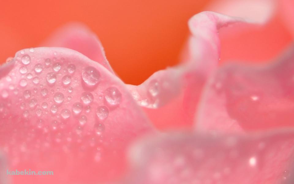 水滴のついたピンクの花びらの壁紙(960px x 600px) 高画質 PC・デスクトップ用