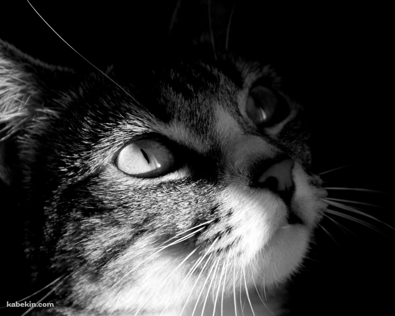 かっこいい猫 モノクロの壁紙(1280px x 1024px) 高画質 PC・デスクトップ用