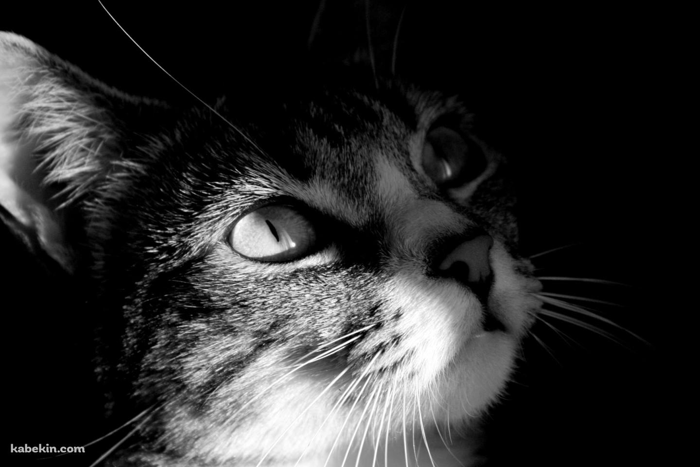 かっこいい猫 モノクロの壁紙(1440px x 960px) 高画質 PC・デスクトップ用