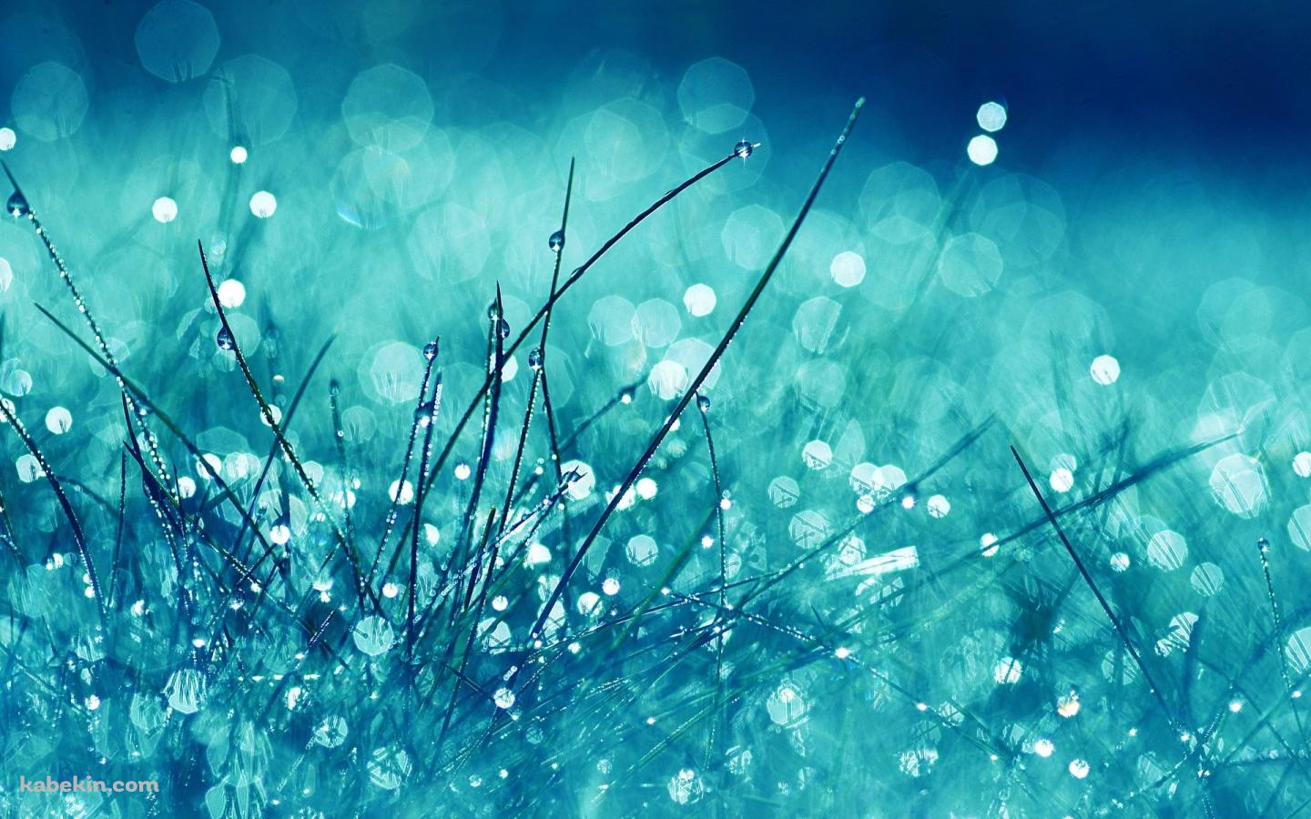 水滴と草 青の壁紙(1440px x 900px) 高画質 PC・デスクトップ用
