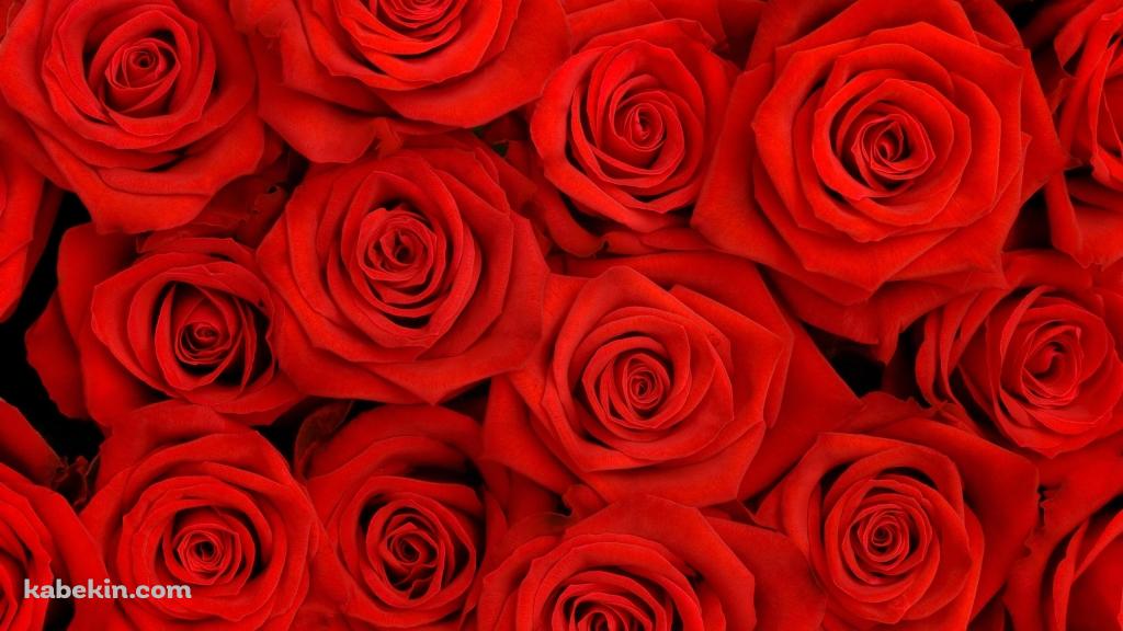 Red Rosesの壁紙(1024px x 576px) 高画質 PC・デスクトップ用