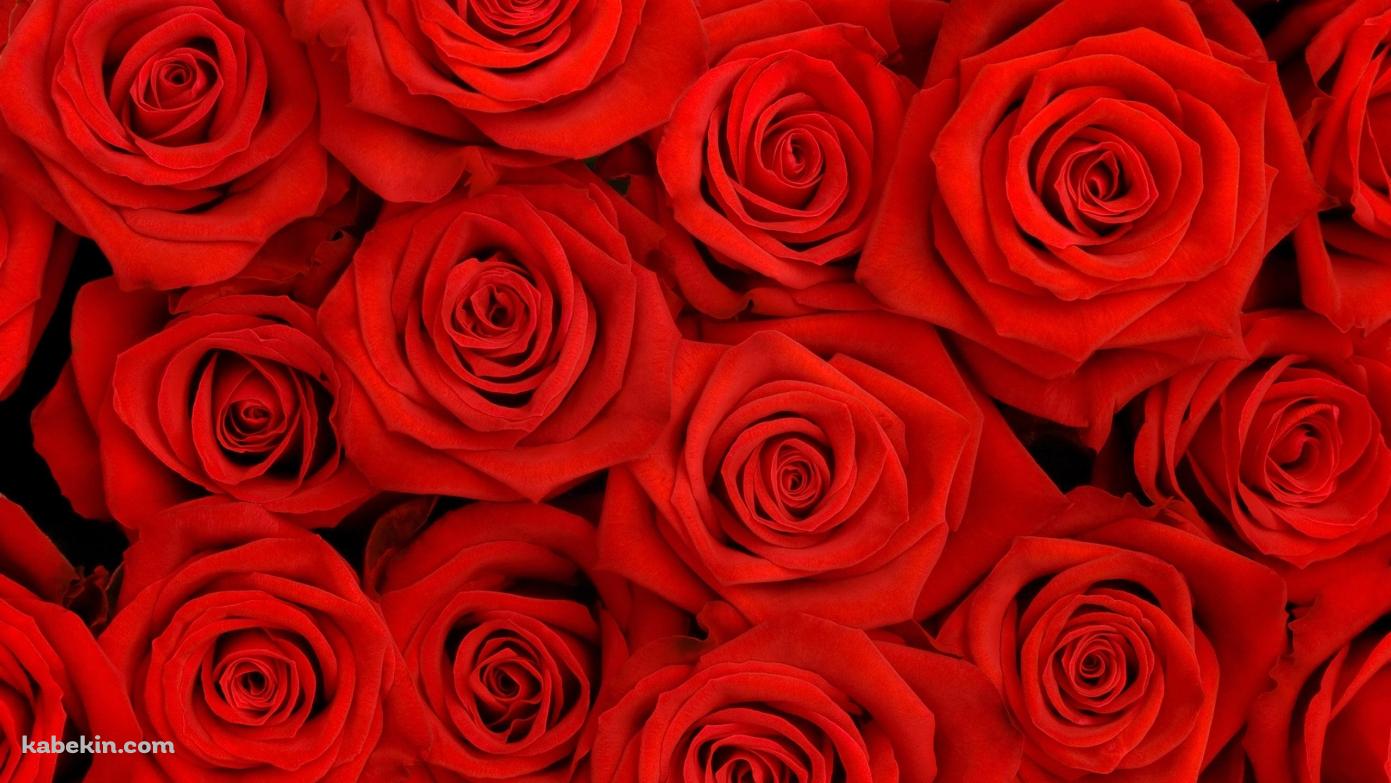 Red Rosesの壁紙(1391px x 783px) 高画質 PC・デスクトップ用