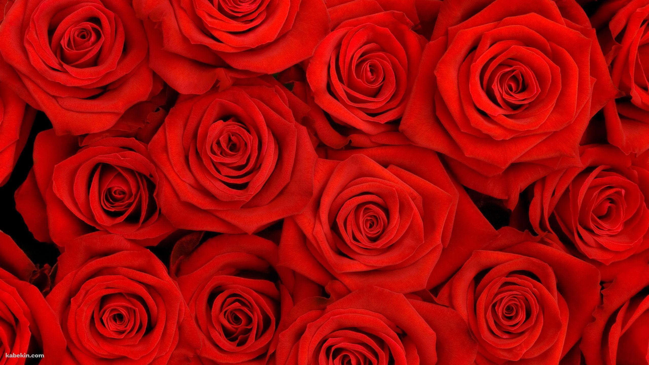 Red Rosesの壁紙(2560px x 1440px) 高画質 PC・デスクトップ用