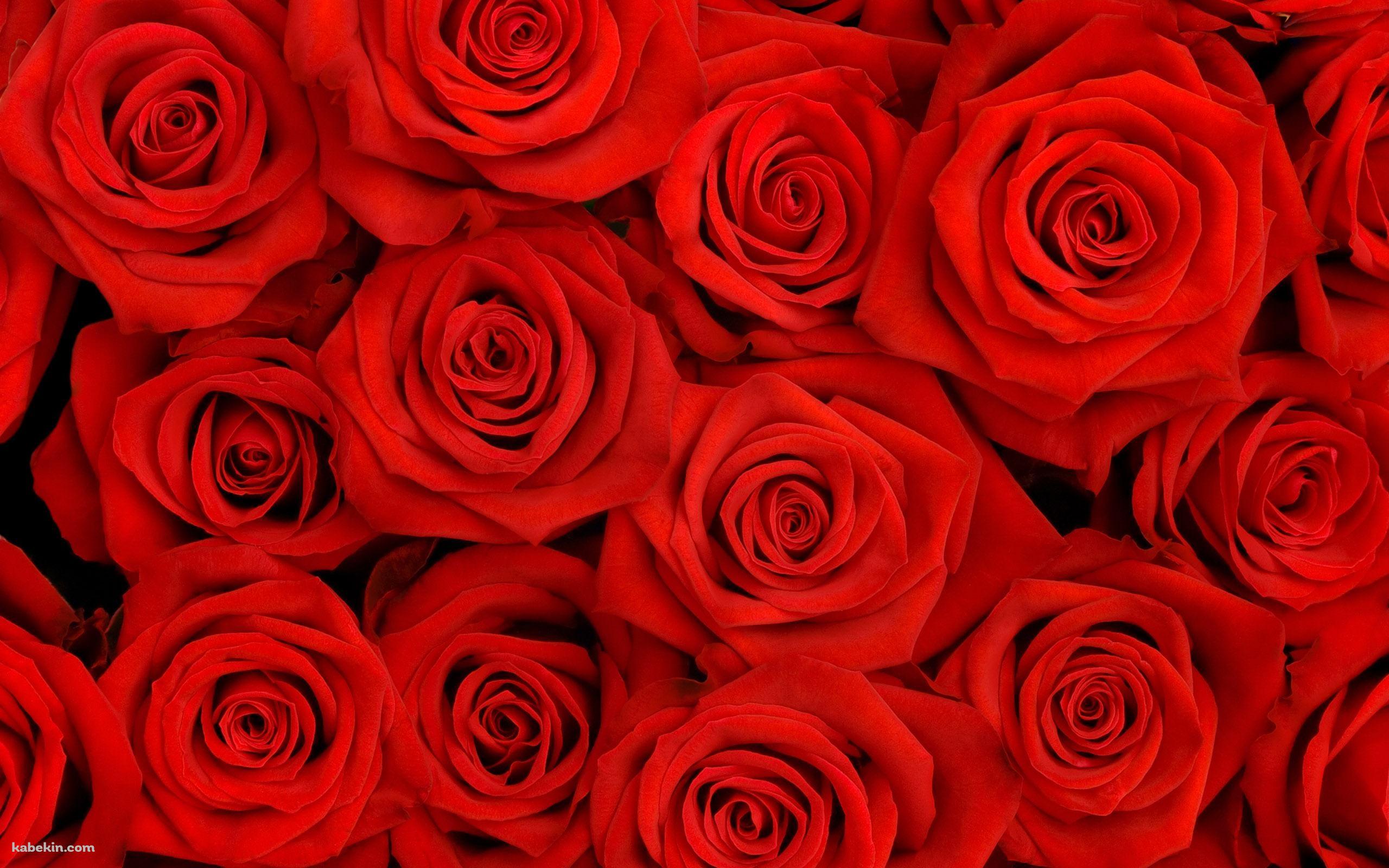 Red Rosesの壁紙(2560px x 1600px) 高画質 PC・デスクトップ用