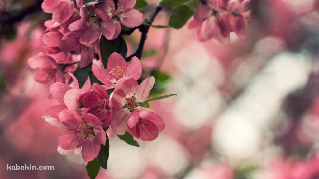 桃の花の壁紙(1024px x 576px) 高画質 PC・デスクトップ用