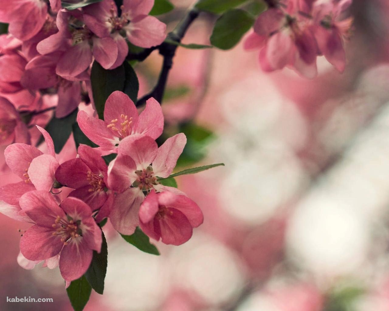 桃の花の壁紙(1280px x 1024px) 高画質 PC・デスクトップ用