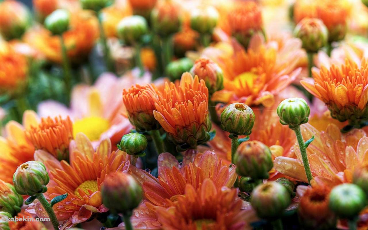 デイジーの蕾の壁紙(1280px x 800px) 高画質 PC・デスクトップ用