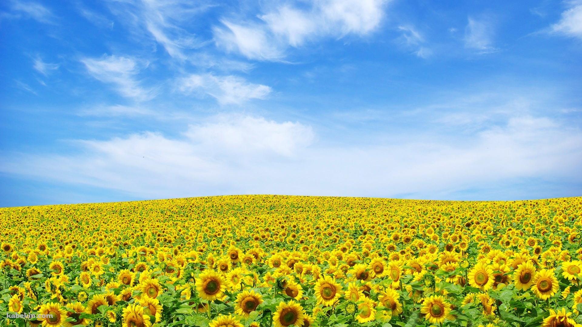 ヒマワリの田園の壁紙(1920px x 1080px) 高画質 PC・デスクトップ用