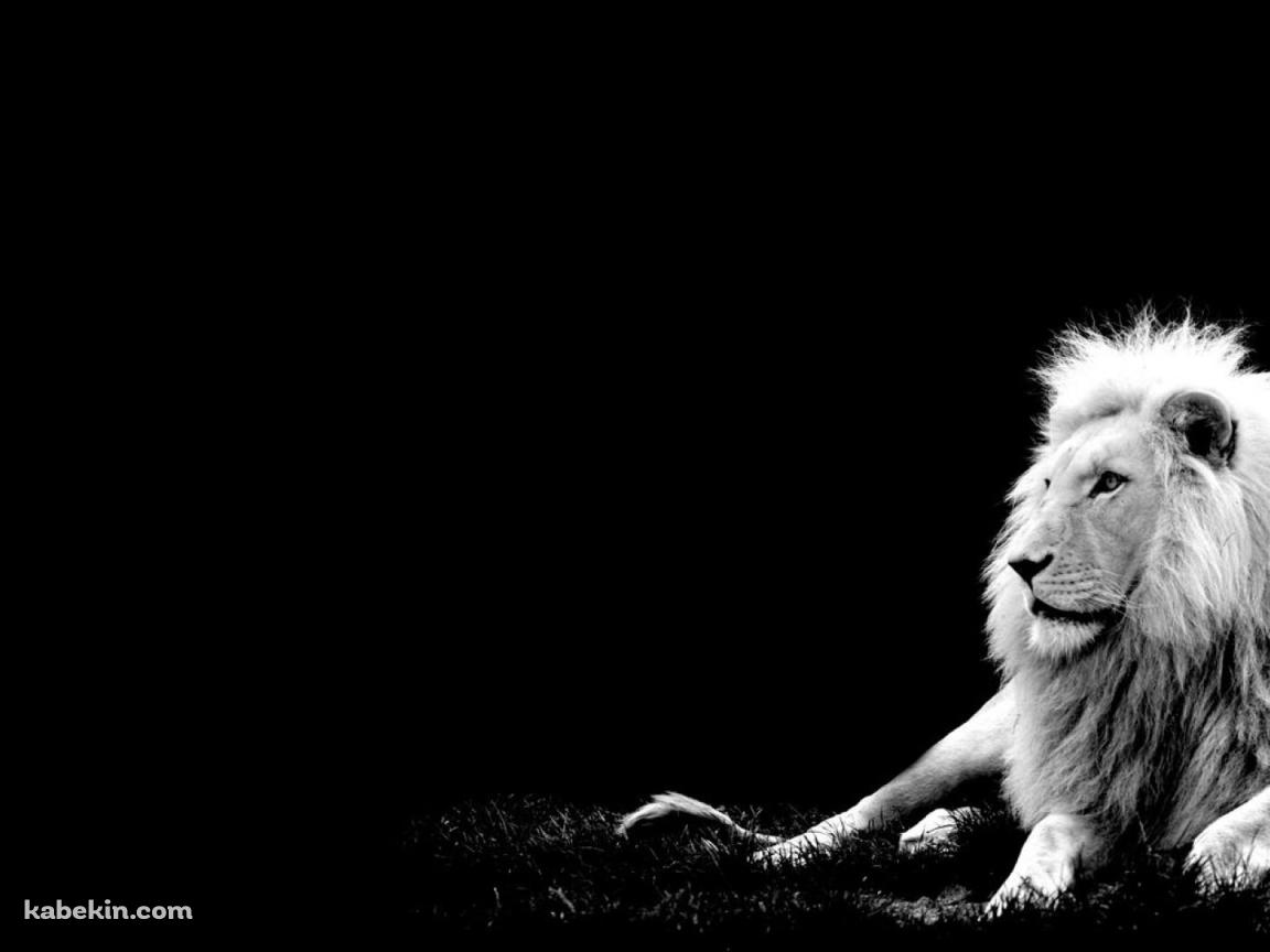 ライオンの王の壁紙(1152px x 864px) 高画質 PC・デスクトップ用