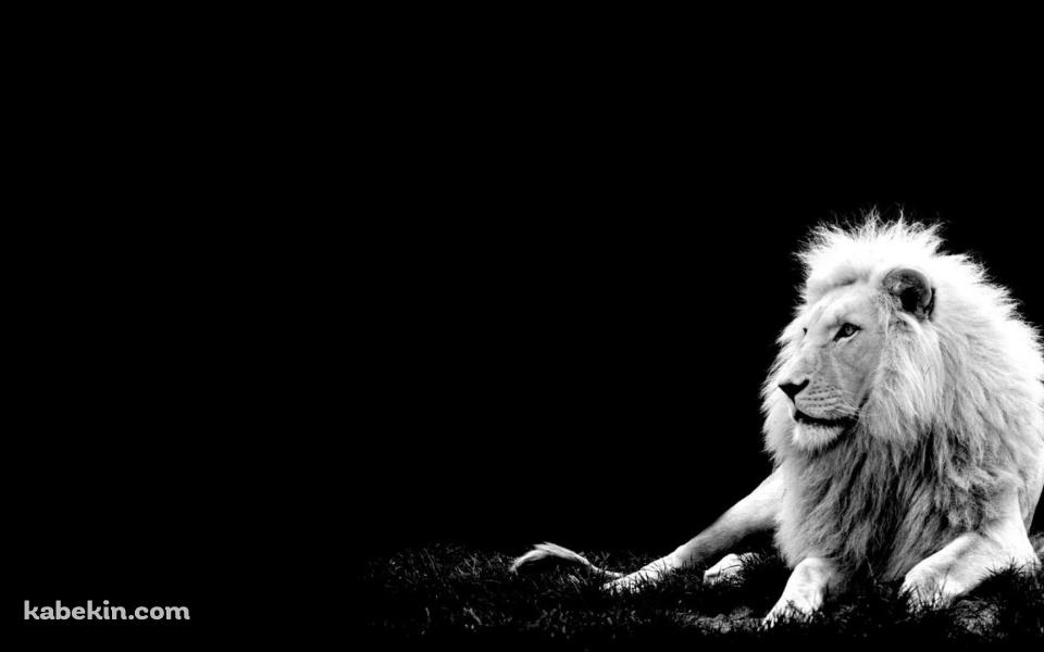 ライオンの王の壁紙(960px x 600px) 高画質 PC・デスクトップ用