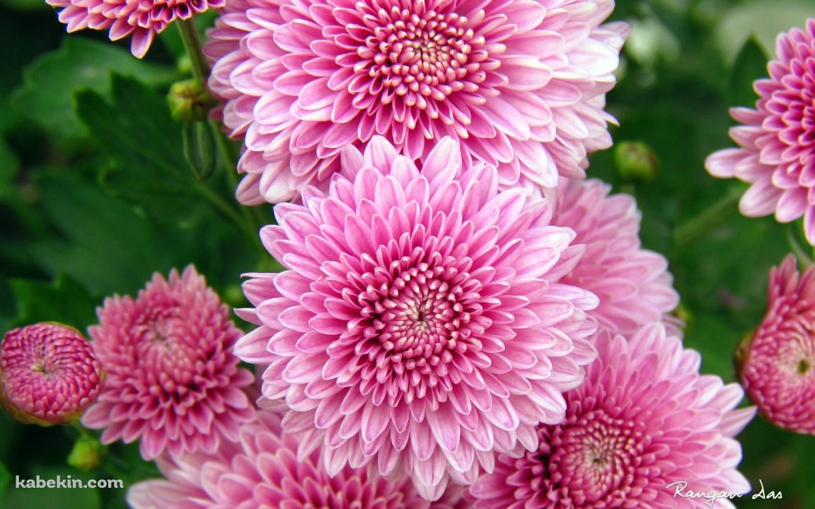 ピンクの菊の花の壁紙(1152px x 720px) 高画質 PC・デスクトップ用