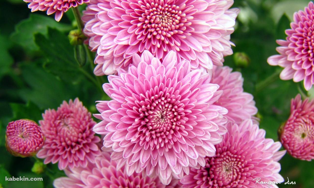ピンクの菊の花の壁紙(1280px x 768px) 高画質 PC・デスクトップ用