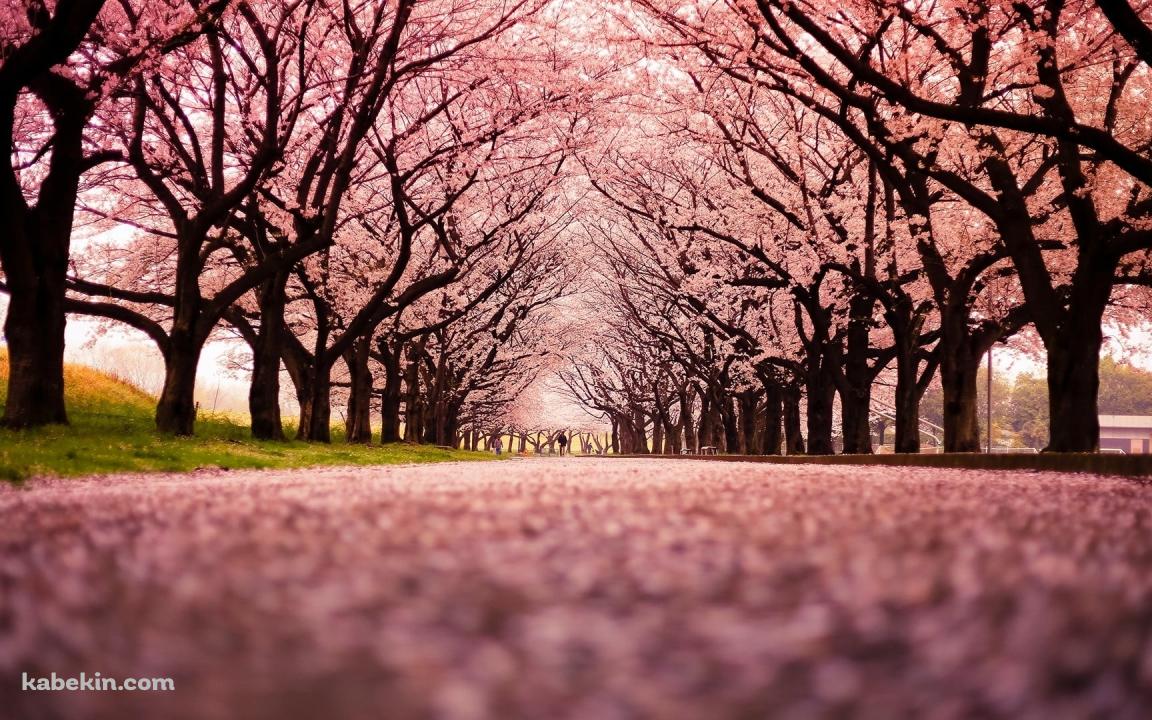 綺麗なピンク色の桜の絨毯の壁紙(1152px x 720px) 高画質 PC・デスクトップ用