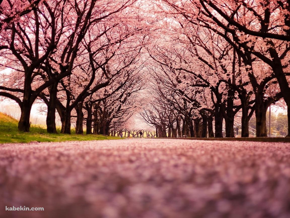 綺麗なピンク色の桜の絨毯の壁紙(1152px x 864px) 高画質 PC・デスクトップ用