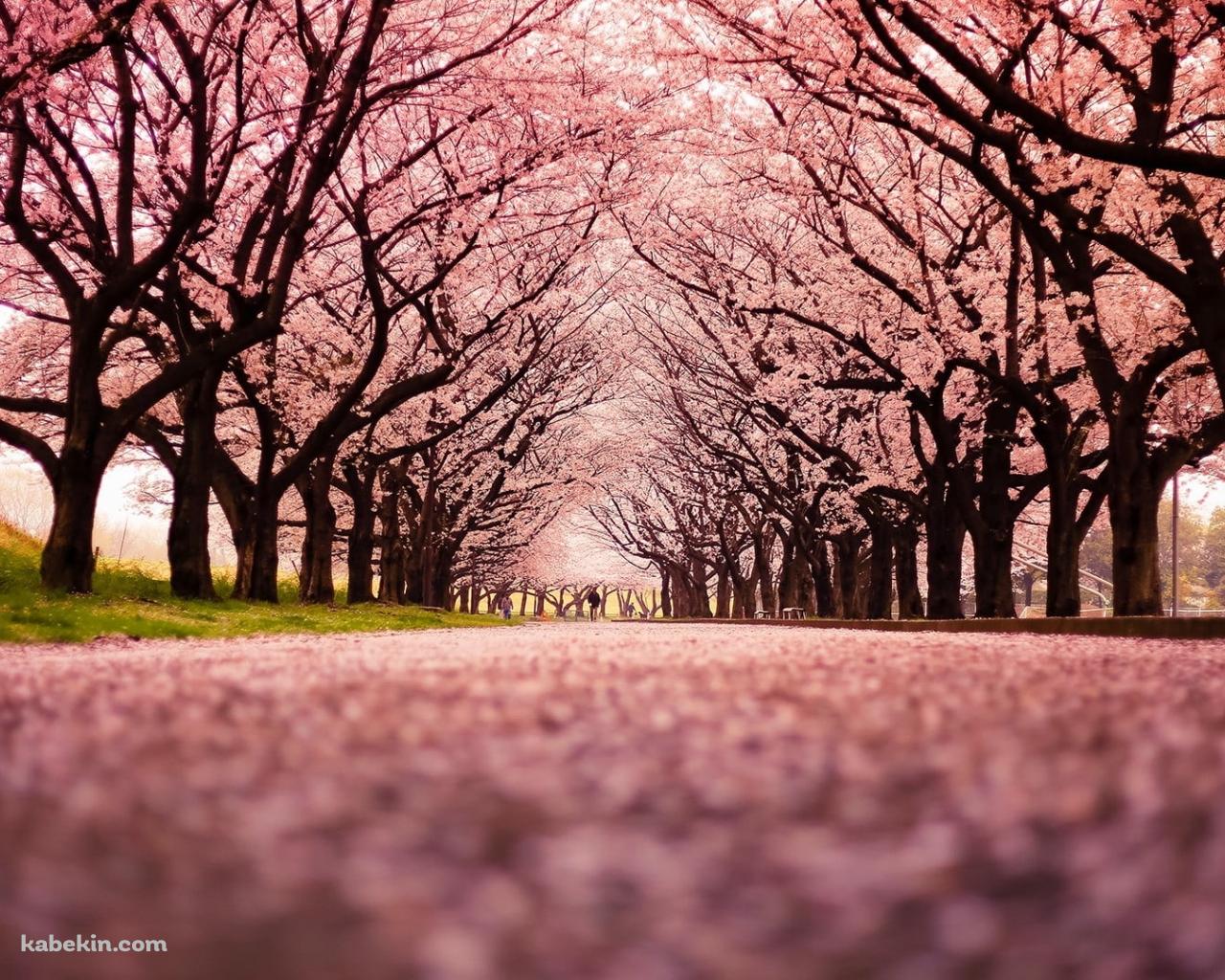 綺麗なピンク色の桜の絨毯の壁紙(1280px x 1024px) 高画質 PC・デスクトップ用