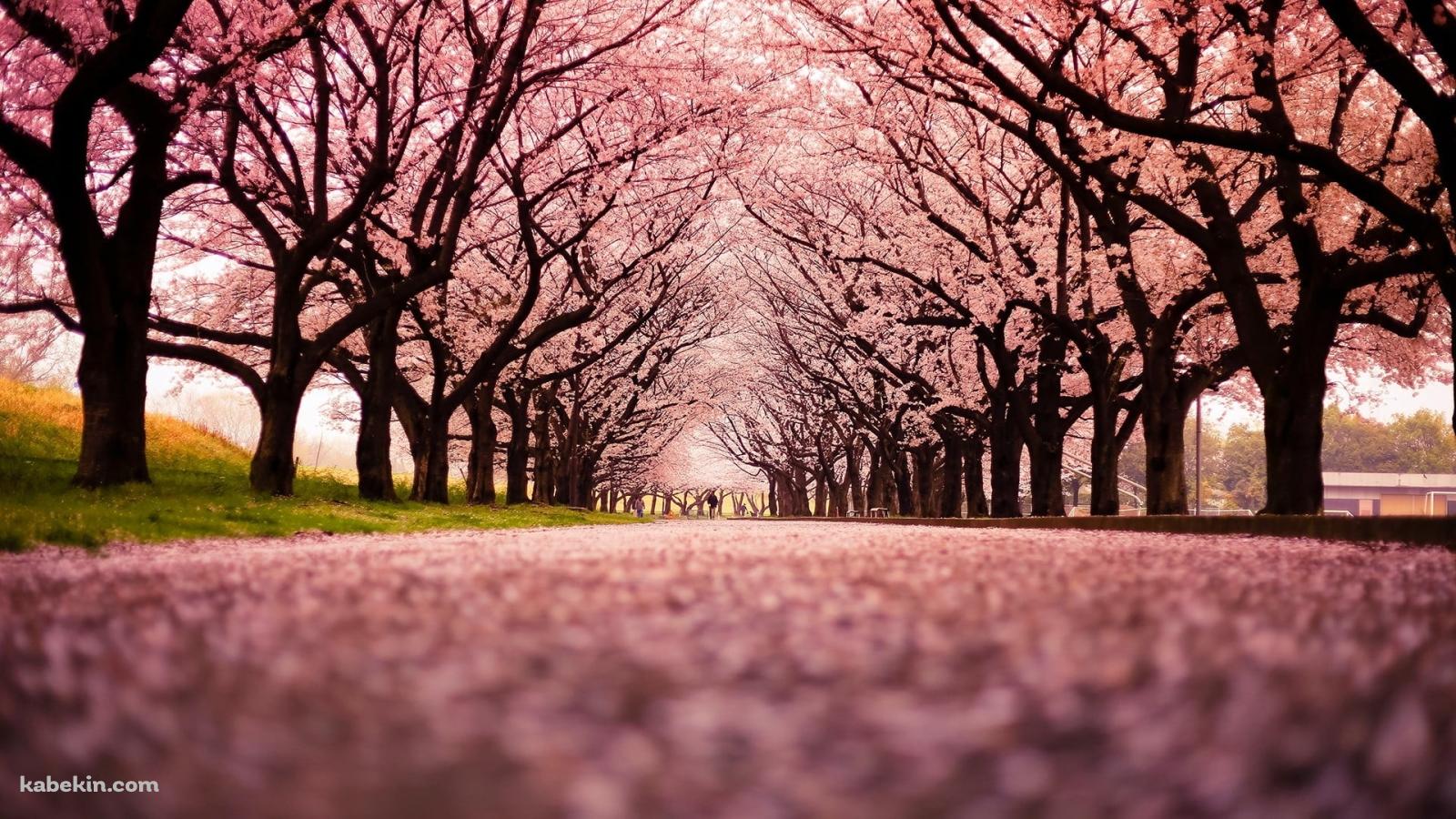 綺麗なピンク色の桜の絨毯の壁紙(1600px x 900px) 高画質 PC・デスクトップ用