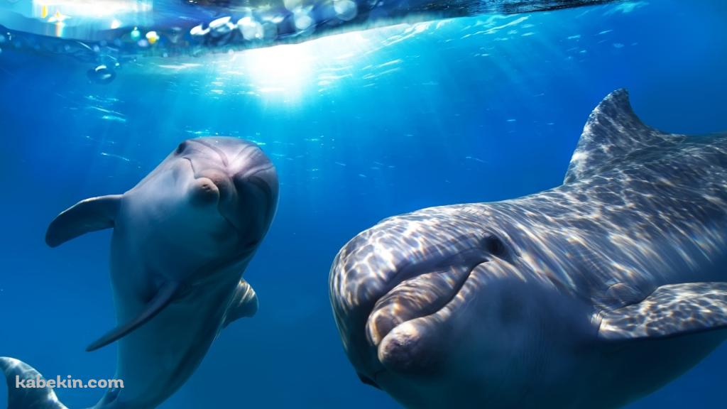 2頭のイルカの壁紙(1024px x 576px) 高画質 PC・デスクトップ用