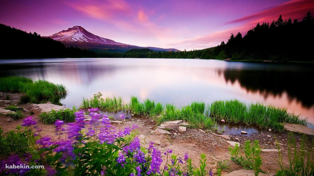 水草生える綺麗な風景の壁紙(1242px x 698px) 高画質 PC・デスクトップ用