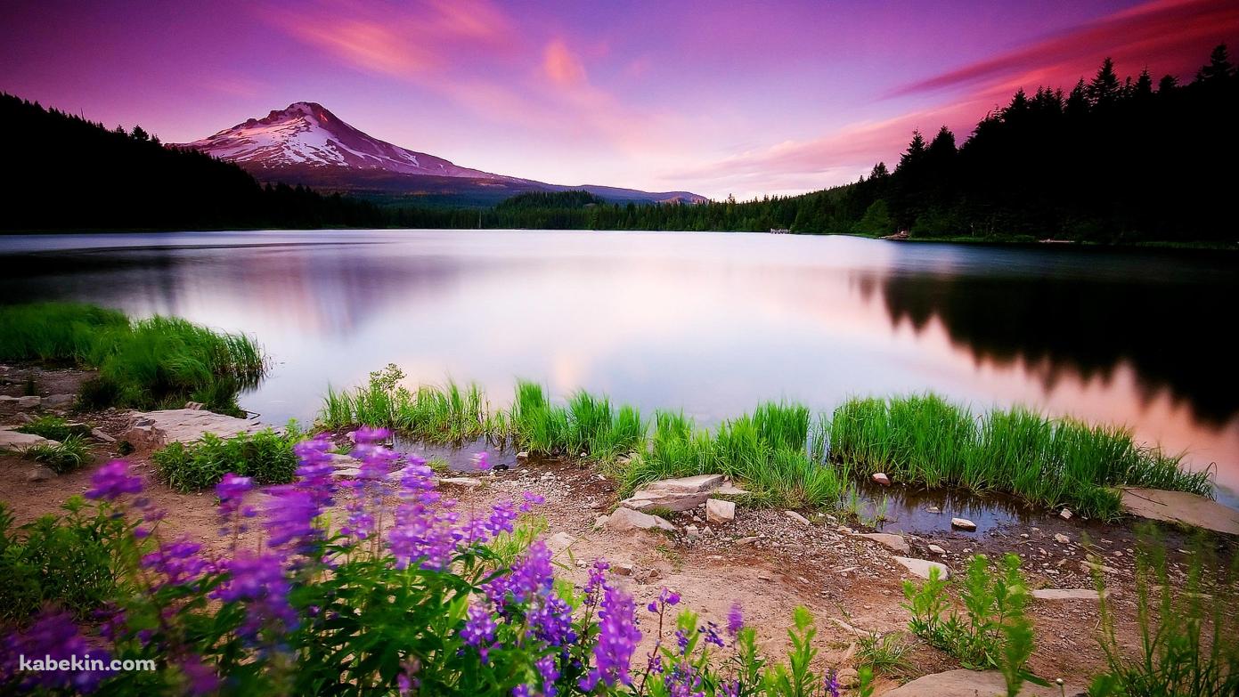 水草生える綺麗な風景の壁紙(1391px x 783px) 高画質 PC・デスクトップ用