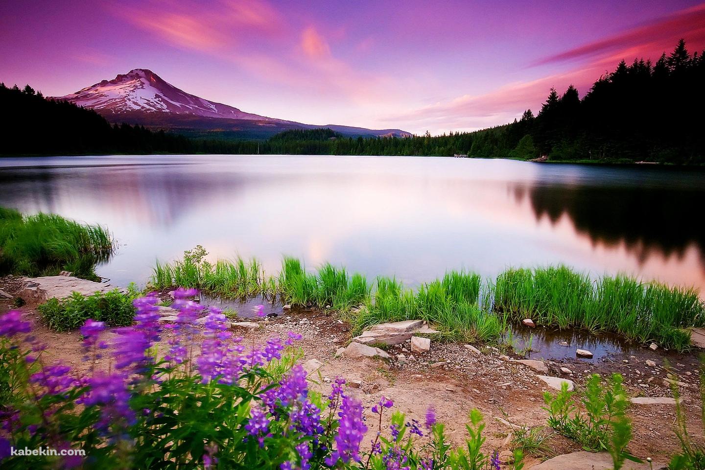 水草生える綺麗な風景の壁紙(1440px x 960px) 高画質 PC・デスクトップ用