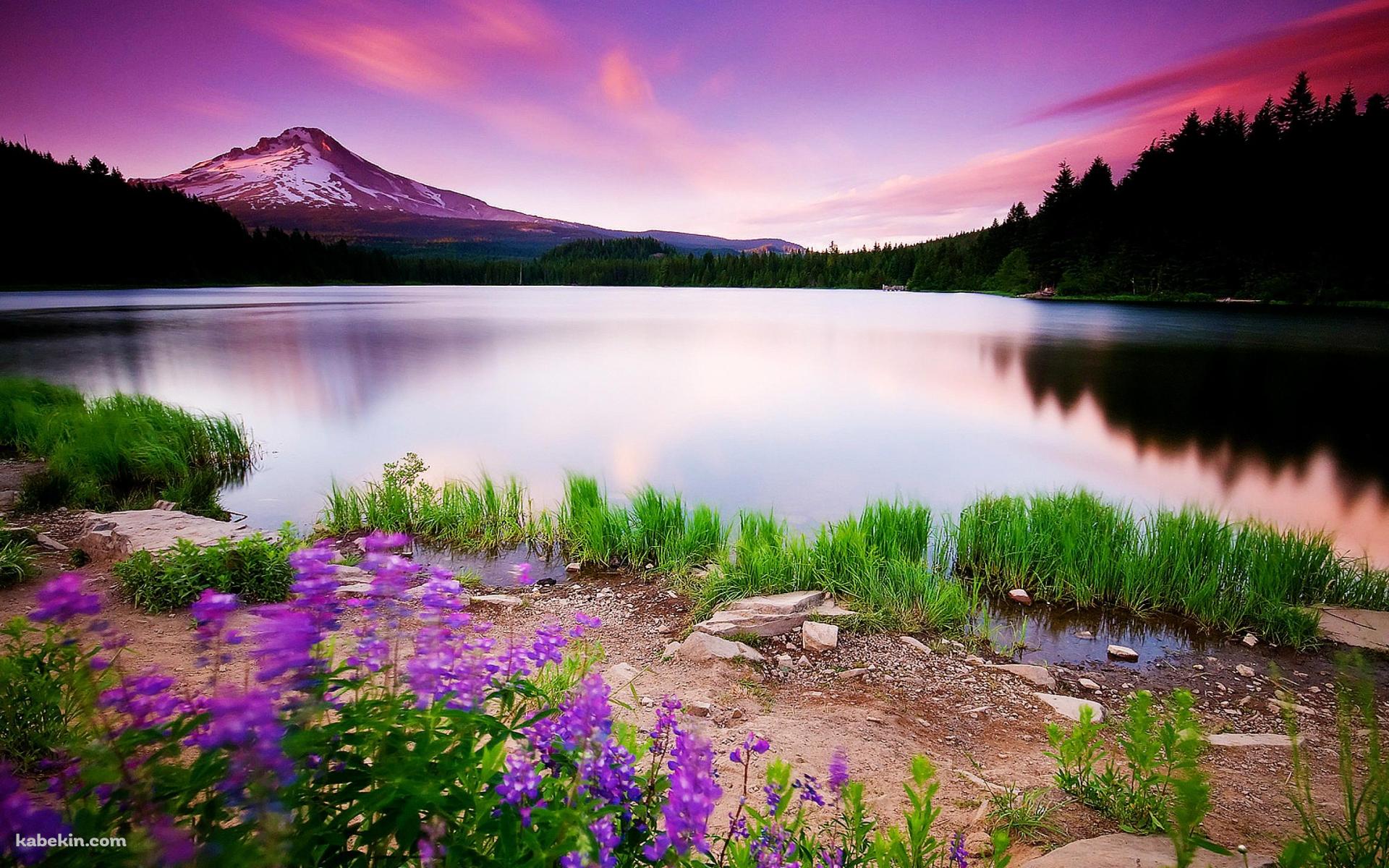 水草生える綺麗な風景の壁紙(1920px x 1200px) 高画質 PC・デスクトップ用