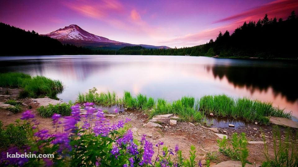 水草生える綺麗な風景の壁紙(960px x 540px) 高画質 PC・デスクトップ用