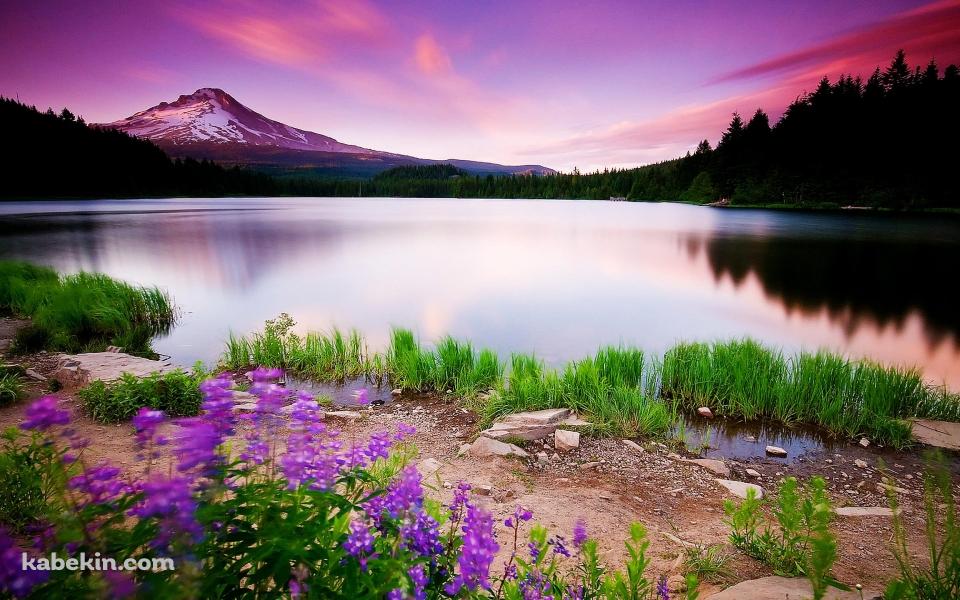 水草生える綺麗な風景の壁紙(960px x 600px) 高画質 PC・デスクトップ用