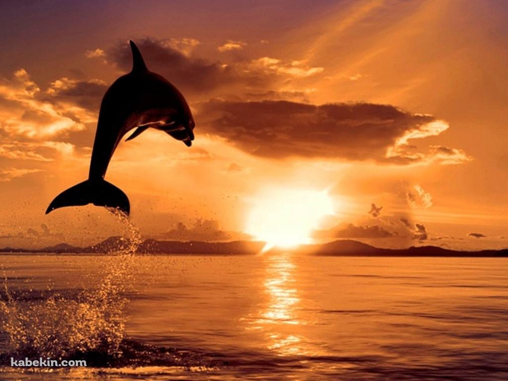 夕日 ジャンプするイルカの壁紙(1024px x 768px) 高画質 PC・デスクトップ用