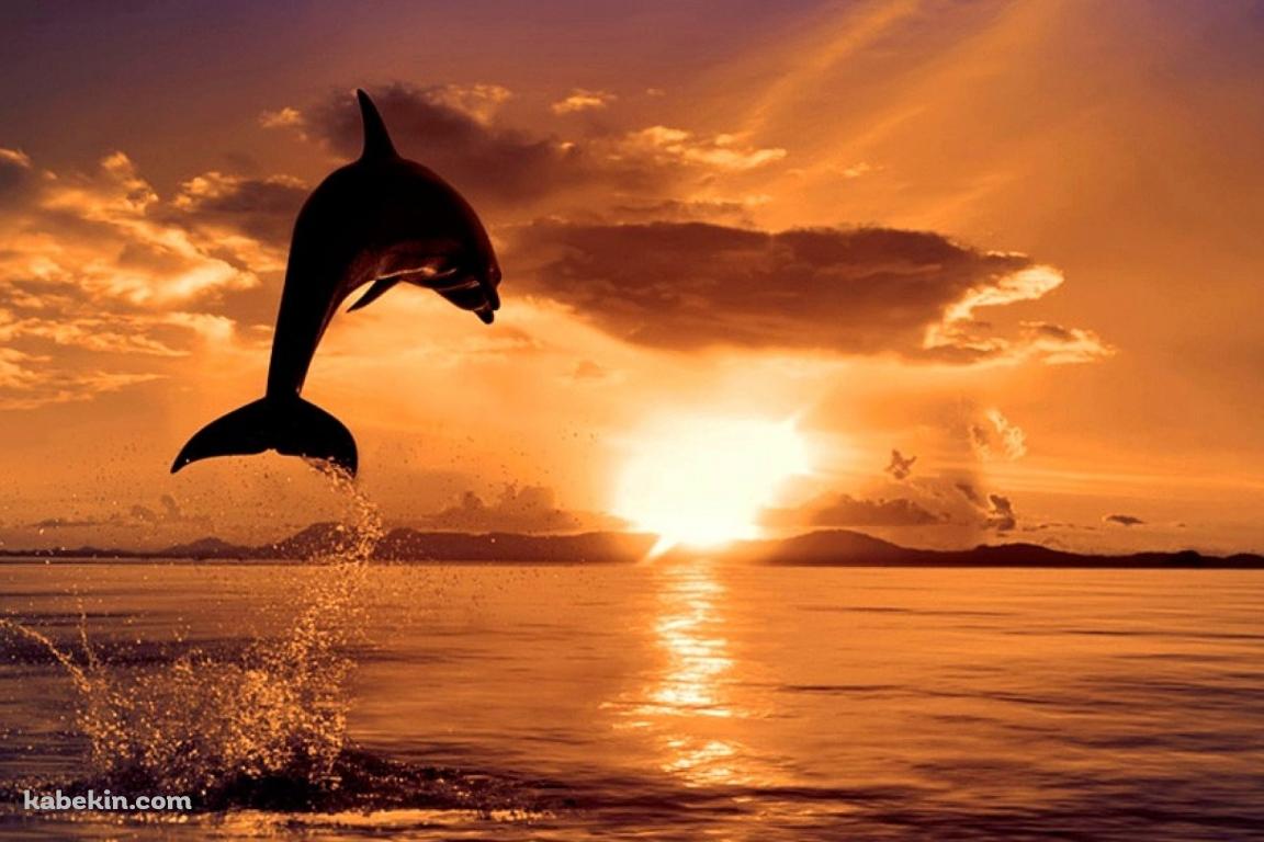 夕日 ジャンプするイルカの壁紙(1152px x 768px) 高画質 PC・デスクトップ用