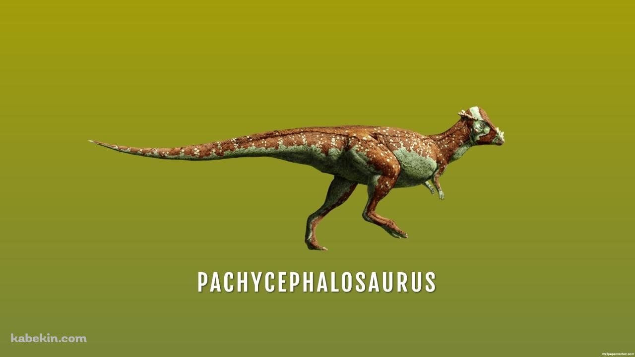 パキケファロサウルスの壁紙(1280px x 720px) 高画質 PC・デスクトップ用
