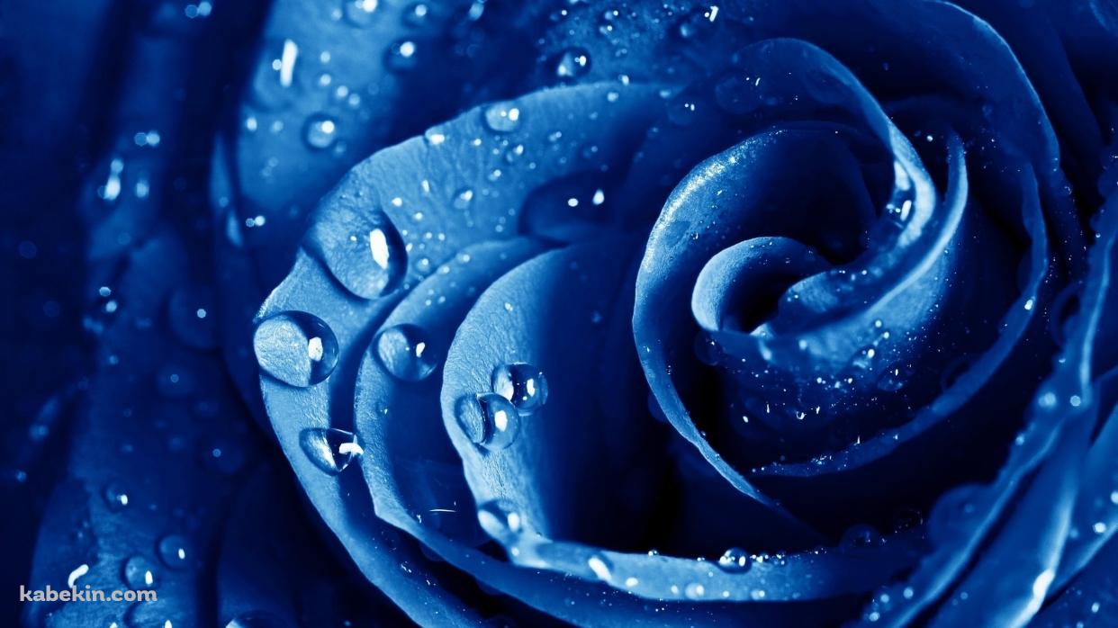 濡れた青い薔薇の壁紙(1242px x 698px) 高画質 PC・デスクトップ用