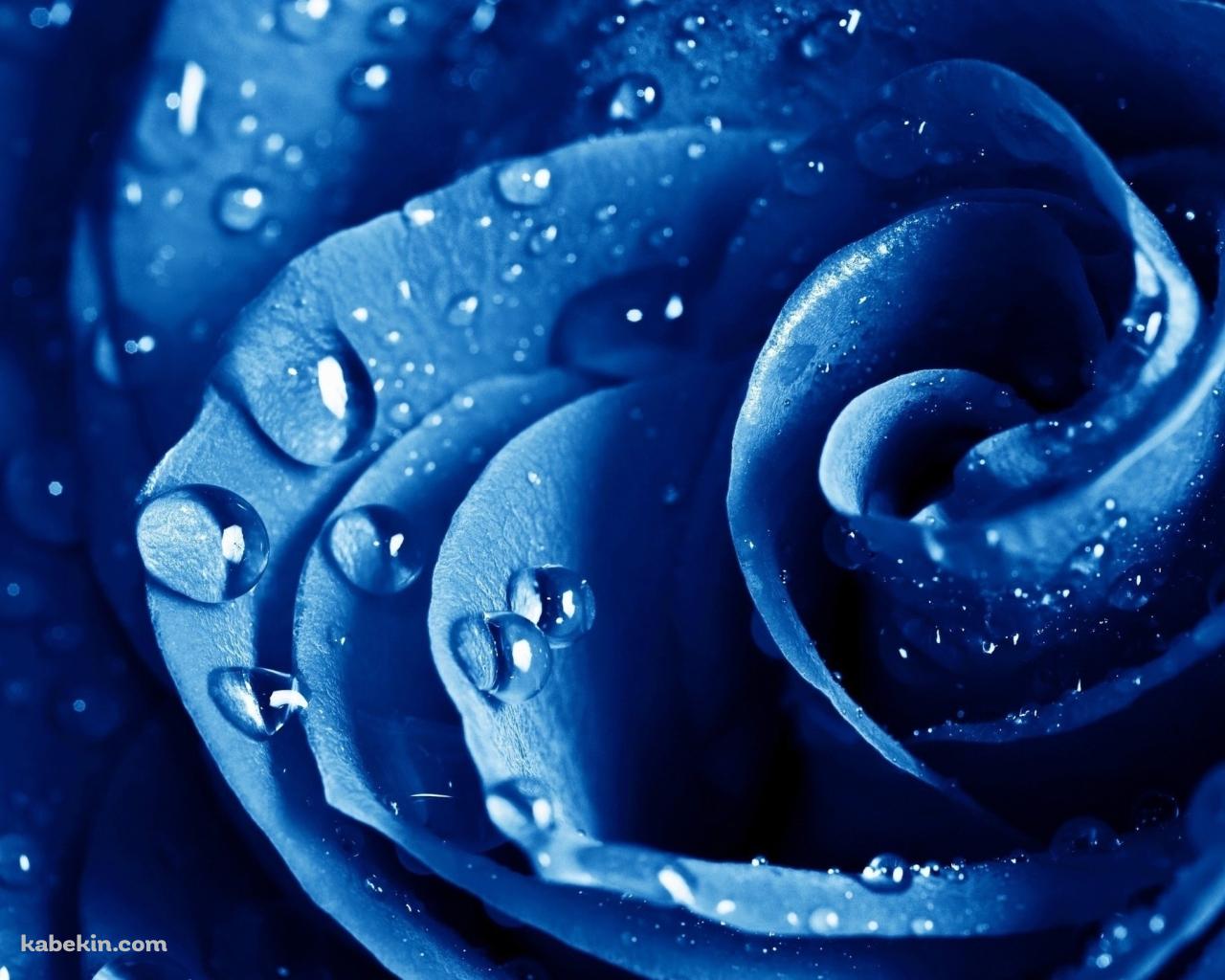 濡れた青い薔薇の壁紙(1280px x 1024px) 高画質 PC・デスクトップ用